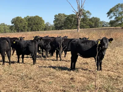 cattle listing photo