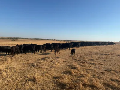 cattle listing photo