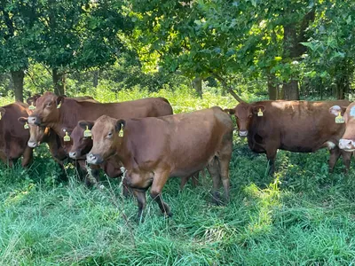 cattle listing photo
