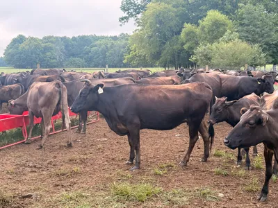 cattle listing photo