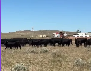 cattle listing photo