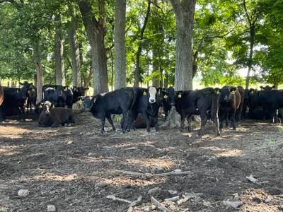 cattle listing photo
