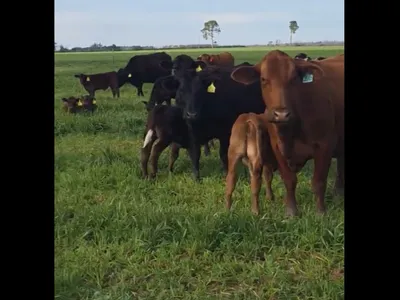 cattle listing photo