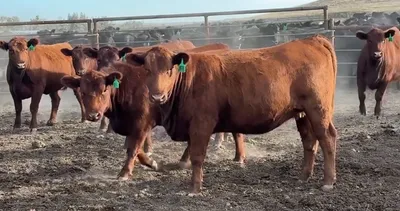 cattle listing photo