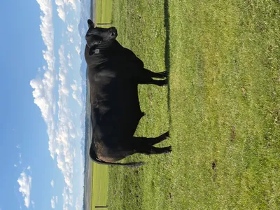 cattle listing photo