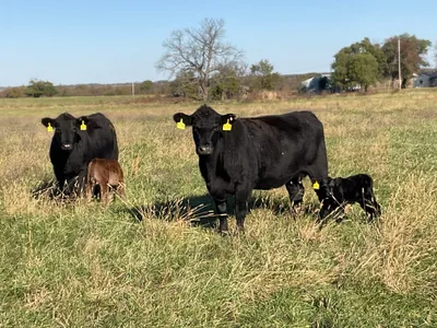 cattle listing photo