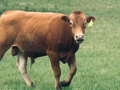 cattle listing photo