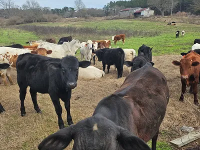 cattle listing photo