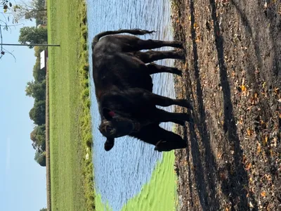cattle listing photo