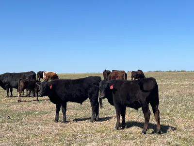 cattle listing photo