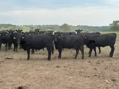 cattle listing photo