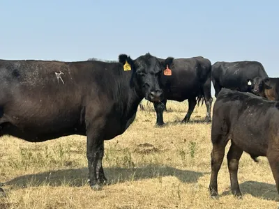 cattle listing photo