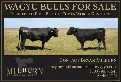 cattle listing photo