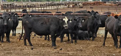 cattle listing photo