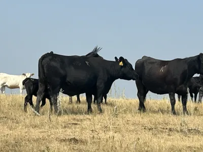 cattle listing photo