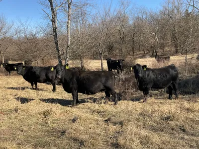 cattle listing photo