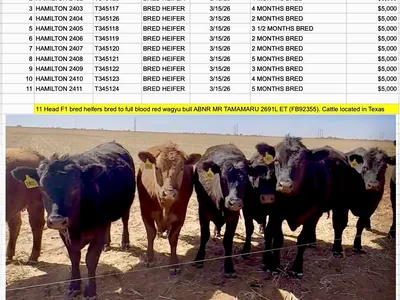 cattle listing photo