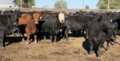 cattle listing photo