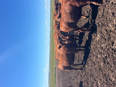 cattle listing photo