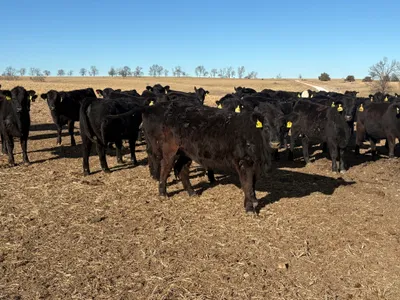 cattle listing photo