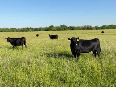 cattle listing photo