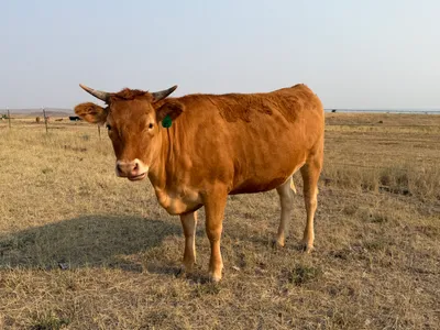 cattle listing photo