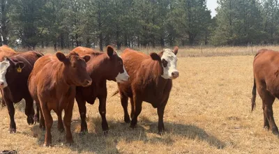 cattle listing photo