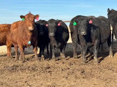 cattle listing photo