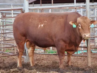 cattle listing photo