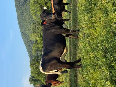 cattle listing photo