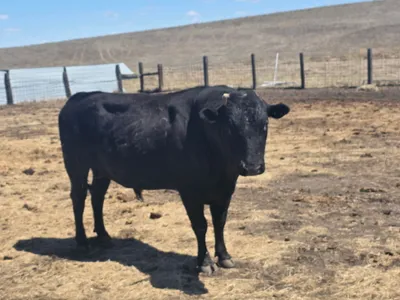 cattle listing photo