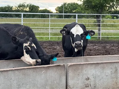 cattle listing photo