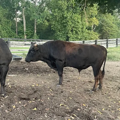 cattle listing photo