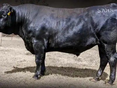 cattle listing photo