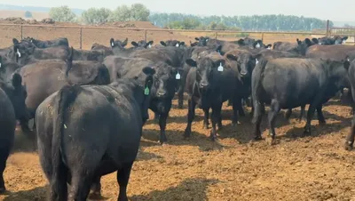 cattle listing photo
