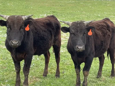 cattle listing photo