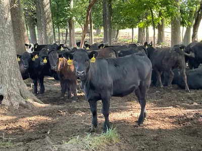 cattle listing photo