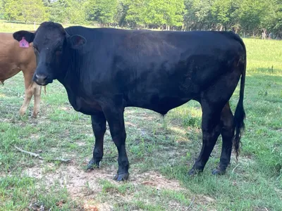 cattle listing photo