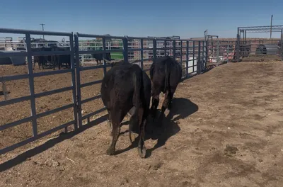cattle listing photo