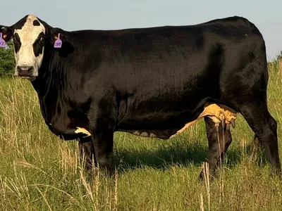 cattle listing photo