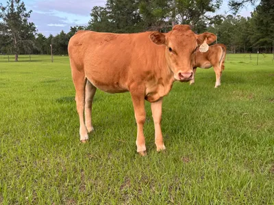 cattle listing photo