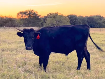cattle listing photo