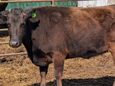 cattle listing photo