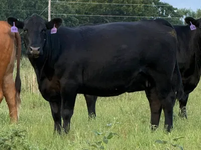 cattle listing photo