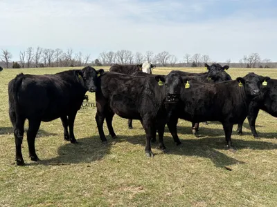 cattle listing photo