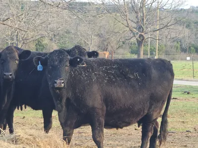 cattle listing photo