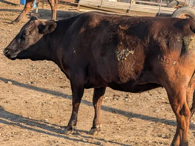 cattle listing photo