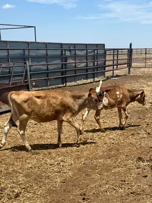 cattle listing photo