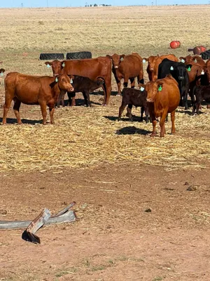 cattle listing photo