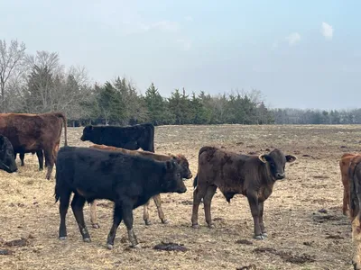 cattle listing photo